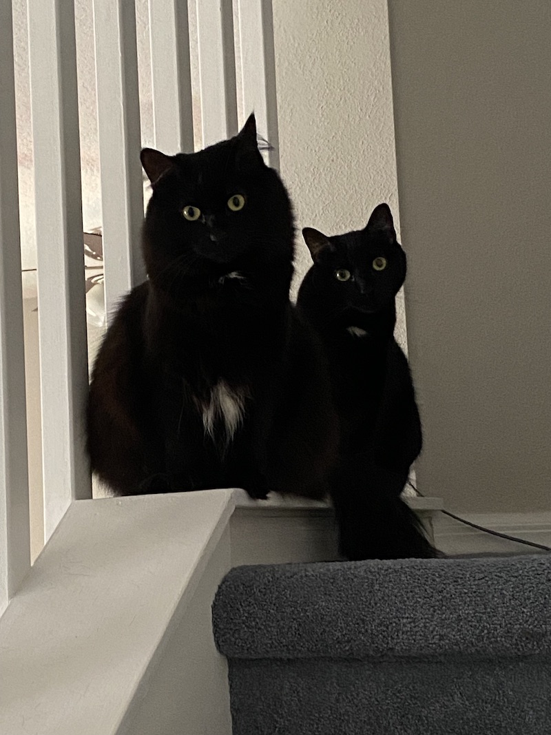 my two black cats